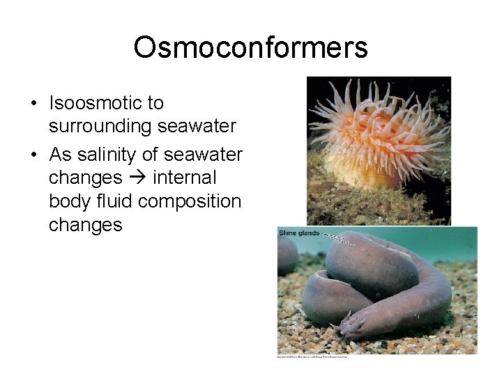 Osmoconformers • Isoosmotic to surrounding seawater • As salinity of seawater changes internal body