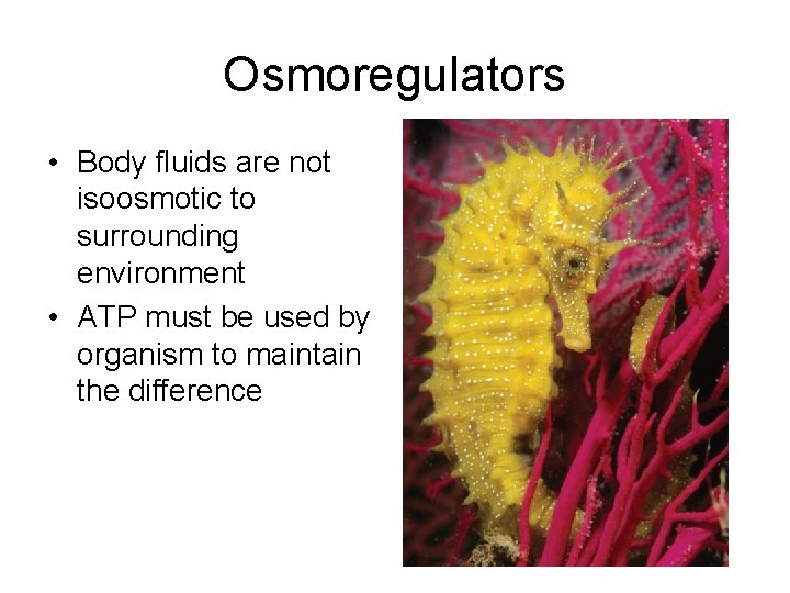 Osmoregulators • Body fluids are not isoosmotic to surrounding environment • ATP must be