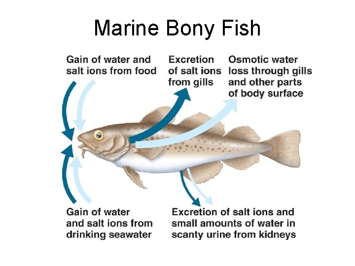 Marine Bony Fish 