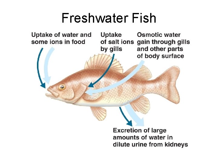 Freshwater Fish 
