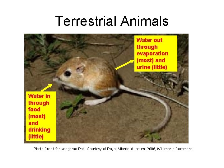 Terrestrial Animals Water out through evaporation (most) and urine (little) Water in through food