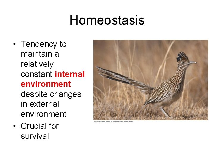 Homeostasis • Tendency to maintain a relatively constant internal environment despite changes in external