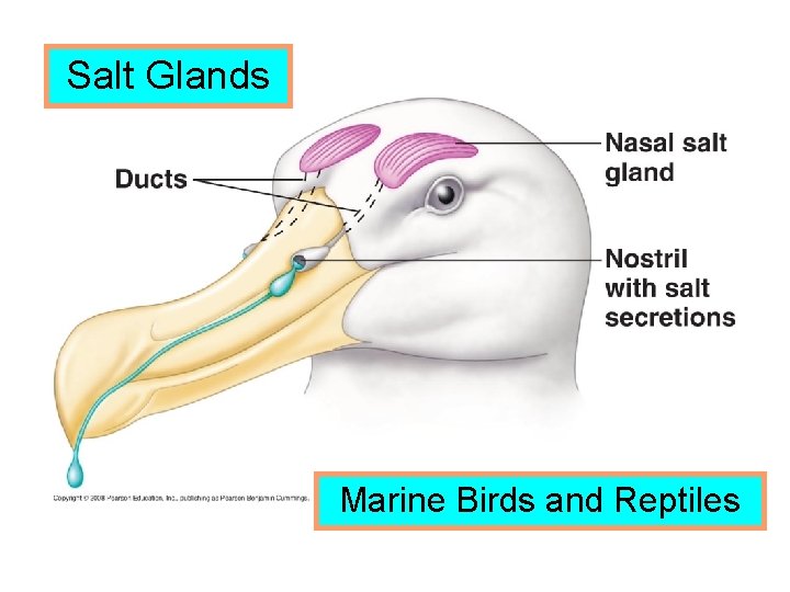 Salt Glands Marine Birds and Reptiles 