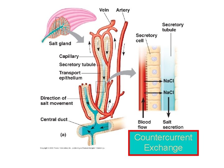 Countercurrent Exchange 