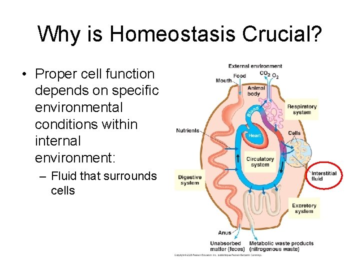 Why is Homeostasis Crucial? • Proper cell function depends on specific environmental conditions within