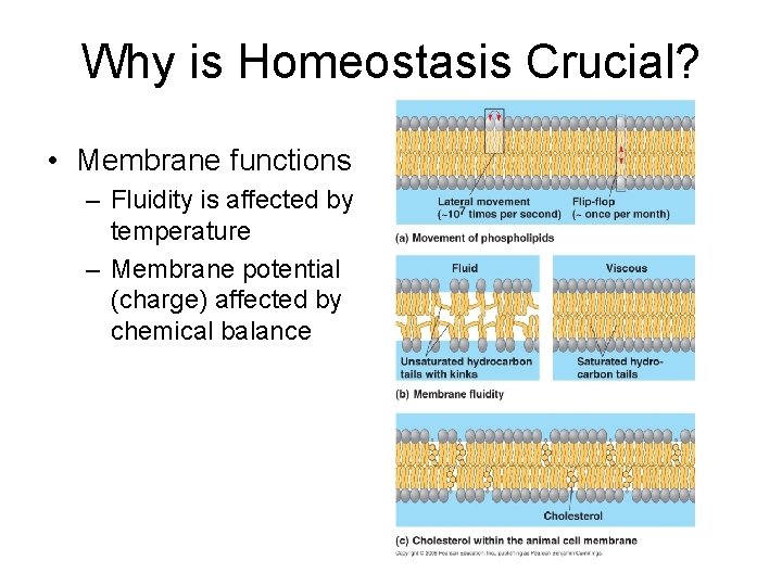 Why is Homeostasis Crucial? • Membrane functions – Fluidity is affected by temperature –