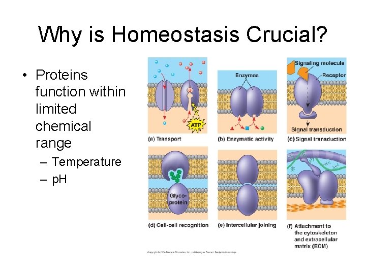 Why is Homeostasis Crucial? • Proteins function within limited chemical range – Temperature –