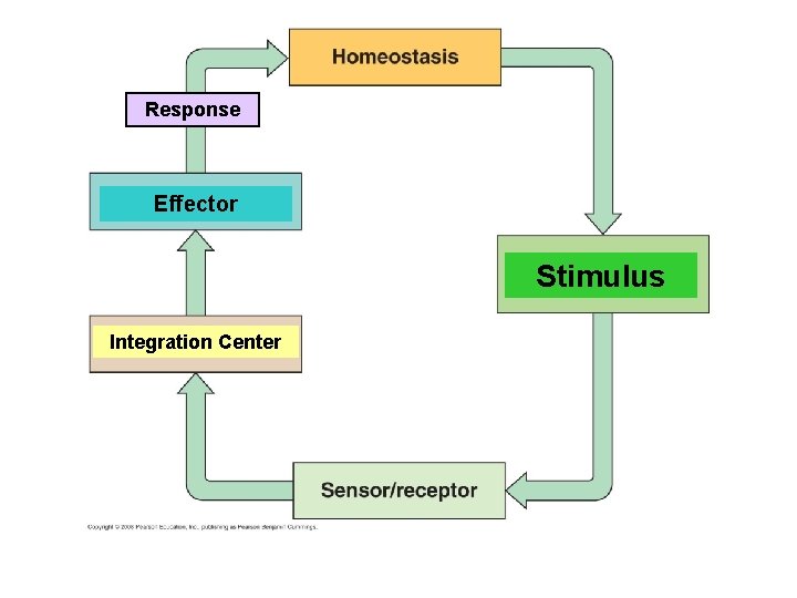 Response Effector Stimulus Integration Center 