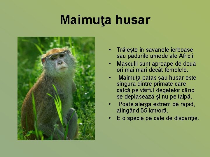 Maimuţa husar • Trăieşte în savanele ierboase sau pădurile umede ale Africii. • Masculii