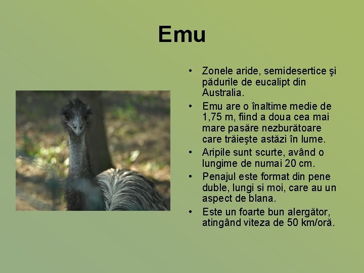 Emu • Zonele aride, semidesertice şi pădurile de eucalipt din Australia. • Emu are