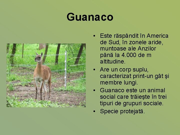 Guanaco • Este răspândit în America de Sud, în zonele aride, muntoase ale Anzilor