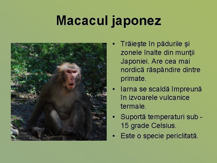 Macacul japonez • Trăieşte în pădurile şi zonele înalte din munţii Japoniei. Are cea