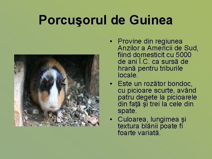 Porcuşorul de Guinea • Provine din regiunea Anzilor a Americii de Sud, fiind domesticit