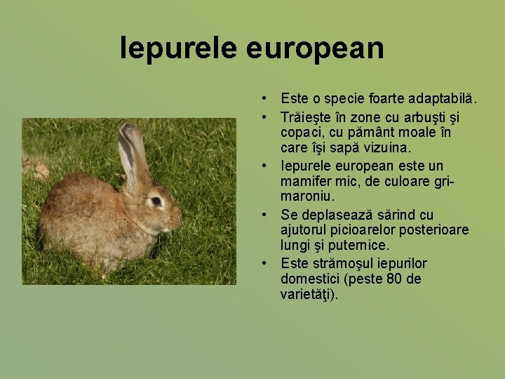 Iepurele european • Este o specie foarte adaptabilă. • Trăieşte în zone cu arbuşti