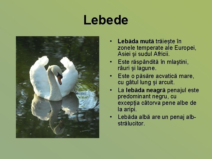 Lebede • Lebăda mută trăieşte în zonele temperate ale Europei, Asiei şi sudul Africii.