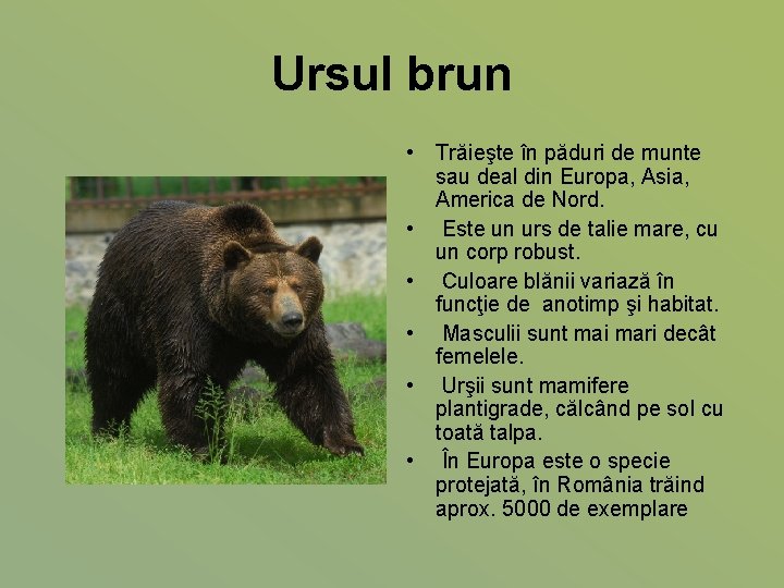 Ursul brun • Trăieşte în păduri de munte sau deal din Europa, Asia, America