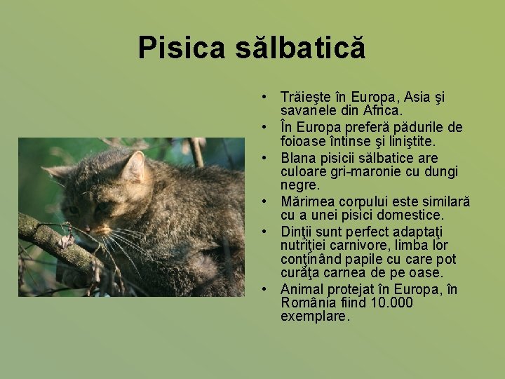 Pisica sălbatică • Trăieşte în Europa, Asia şi savanele din Africa. • În Europa