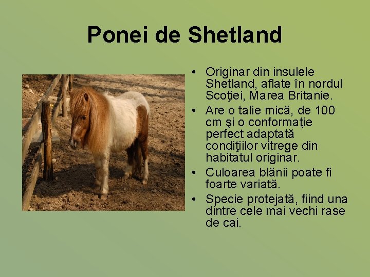 Ponei de Shetland • Originar din insulele Shetland, aflate în nordul Scoţiei, Marea Britanie.