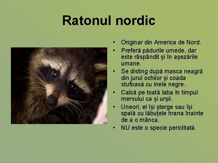 Ratonul nordic • Originar din America de Nord. • Preferă pădurile umede, dar este