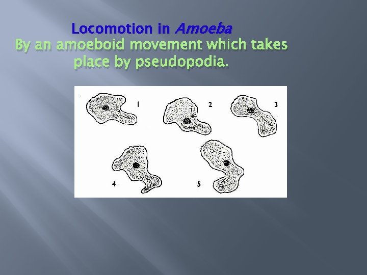 Locomotion in Amoeba By an amoeboid movement which takes place by pseudopodia. 
