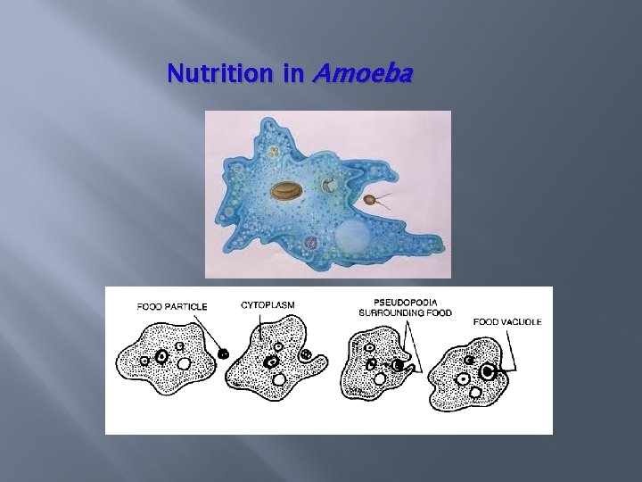 Nutrition in Amoeba 