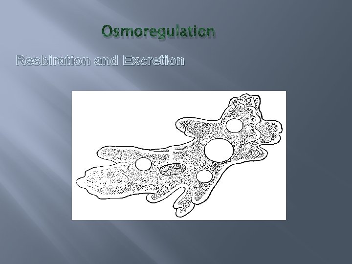 Osmoregulation Resbiration and Excretion 