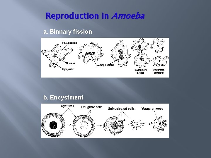 Reproduction in Amoeba a. Binnary fission b. Encystment 