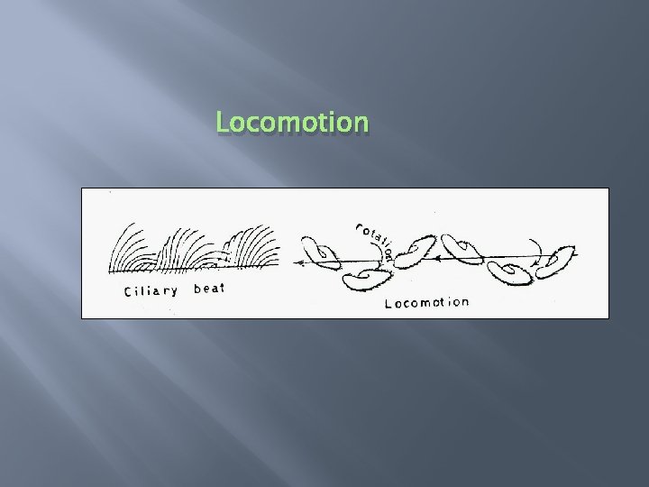 Locomotion 