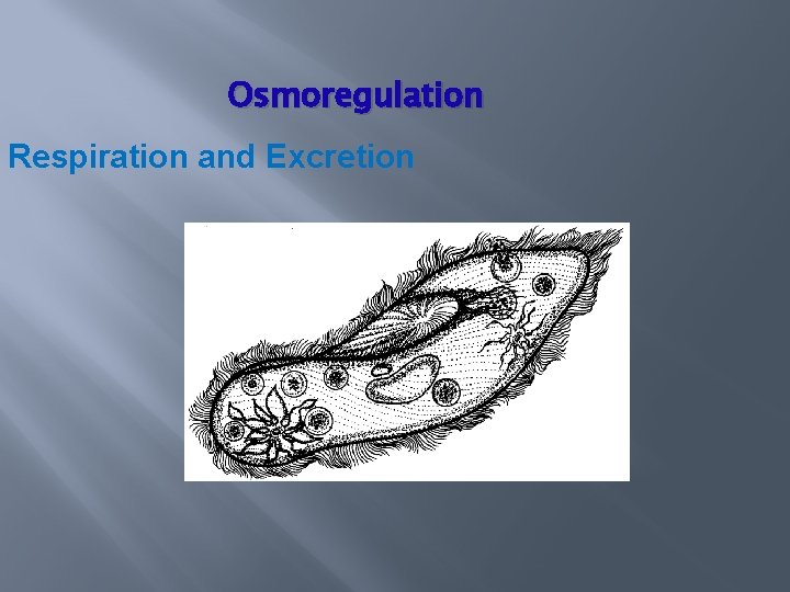 Osmoregulation Respiration and Excretion 