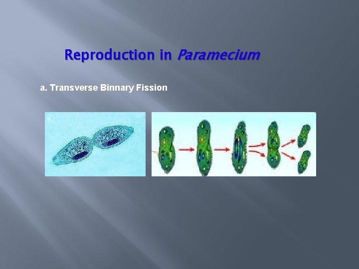 Reproduction in Paramecium a. Transverse Binnary Fission 