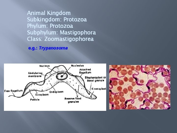 Animal Kingdom Subkingdom: Protozoa Phylum: Protozoa Subphylum: Mastigophora Class: Zoomastigophorea e. g. : Trypanosoma