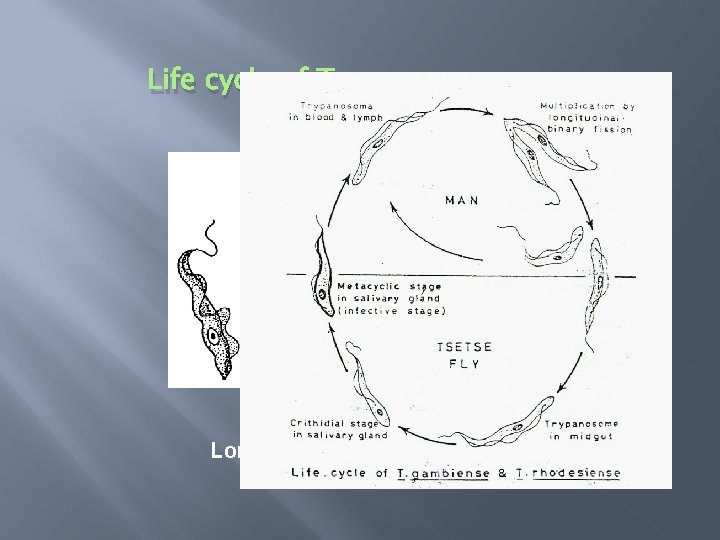 Life cycle of Trypanosoma Longitudinal binnary fission 