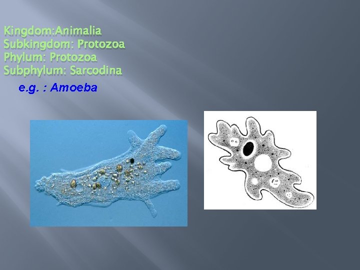Kingdom: Animalia Subkingdom: Protozoa Phylum: Protozoa Subphylum: Sarcodina e. g. : Amoeba 