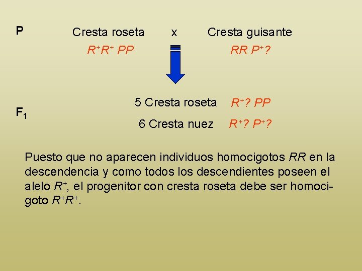 P Cresta roseta R+R+ PP F 1 x Cresta guisante RR P+? 5 Cresta P Cresta roseta R+R+ PP F 1 x Cresta guisante RR P+? 5 Cresta