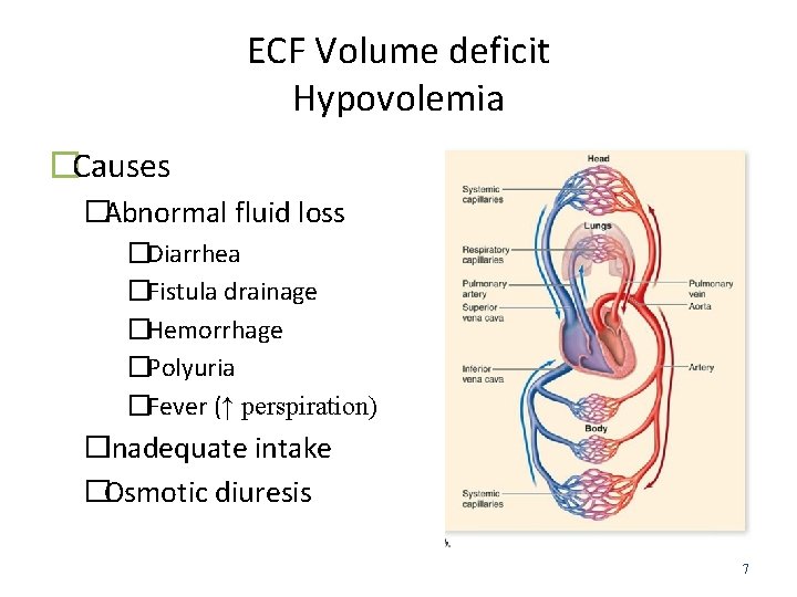 ECF Volume deficit Hypovolemia �Causes �Abnormal fluid loss �Diarrhea �Fistula drainage �Hemorrhage �Polyuria �Fever