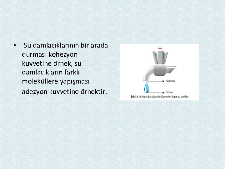  • Su damlacıklarının bir arada durması kohezyon kuvvetine örnek, su damlacıkların farklı moleküllere