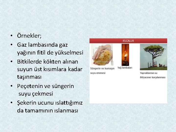  • Örnekler; • Gaz lambasında gaz yağının fitil de yükselmesi • Bitkilerde kökten