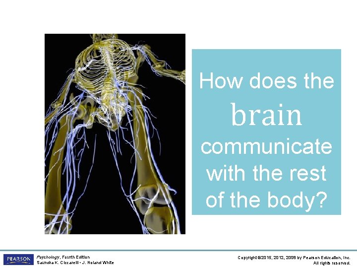 How does the brain communicate with the rest of the body? Psychology, Fourth Edition