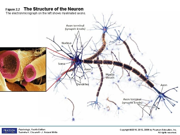 Figure 2. 2 The Structure of the Neuron The electronmicrograph on the left shows