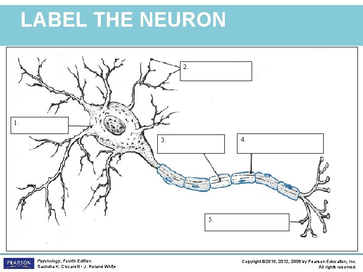 LABEL THE NEURON 2. 1. 4. 3. 5. Psychology, Fourth Edition Saundra K. Ciccarelli