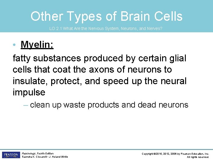 Other Types of Brain Cells LO 2. 1 What Are the Nervous System, Neurons,