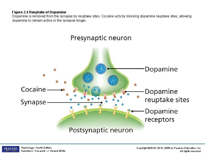 Figure 2. 4 Reuptake of Dopamine is removed from the synapse by reuptake sites.