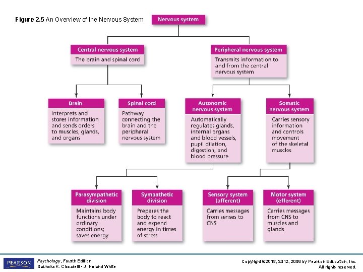 Figure 2. 5 An Overview of the Nervous System Psychology, Fourth Edition Saundra K.