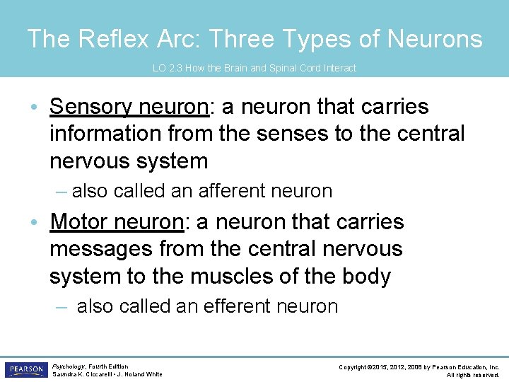 The Reflex Arc: Three Types of Neurons LO 2. 3 How the Brain and