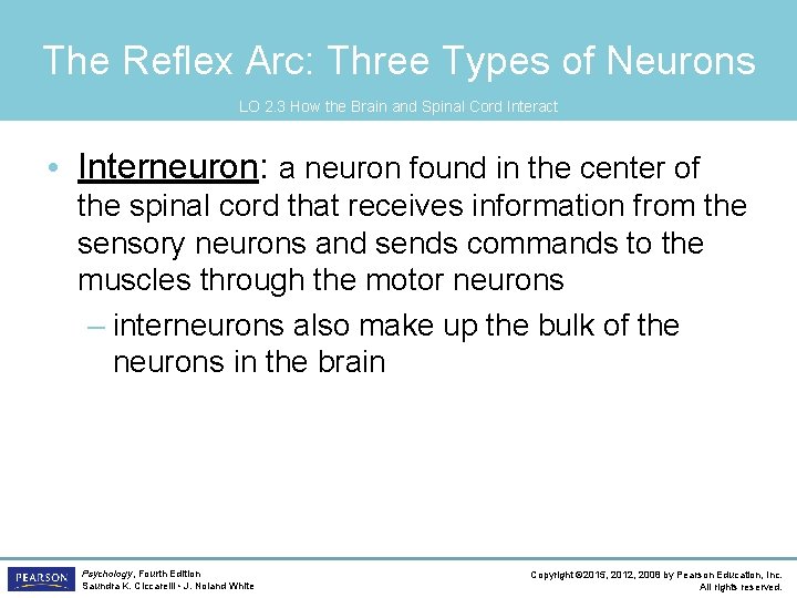 The Reflex Arc: Three Types of Neurons LO 2. 3 How the Brain and