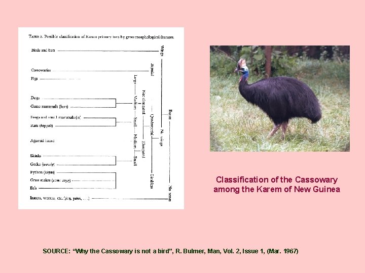 Classification of the Cassowary among the Karem of New Guinea SOURCE: “Why the Cassowary
