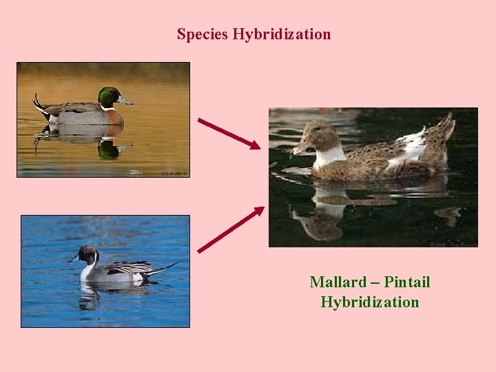 Species Hybridization Mallard – Pintail Hybridization 