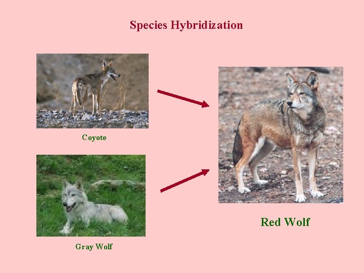 Species Hybridization Coyote Red Wolf Gray Wolf 