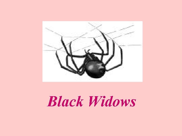 Black Widows 