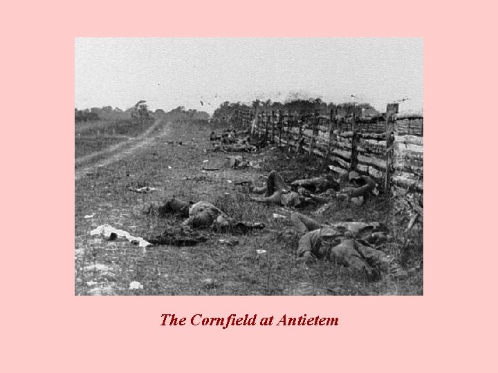 The Cornfield at Antietem 